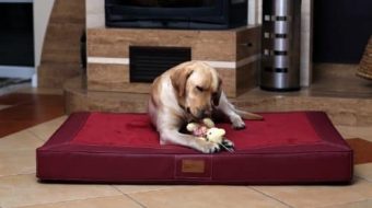 Meilleur matelas pour chien à mémoire de forme : notre top 5