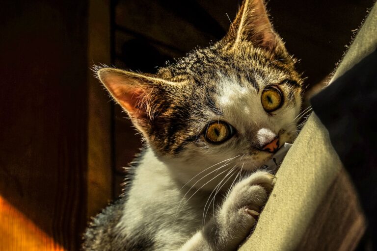 répulsif chat